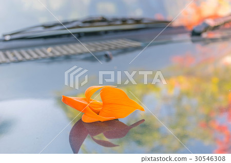 Abstract soft blurred and soft focus Butea monospe Abstract soft blurred and soft focus Butea monospe 30546308