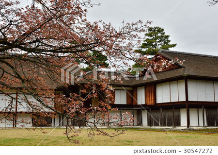 Katsura Rikyu Shogoin and Sakura Katsura Rikyu Shogoin and Sakura 30547272
