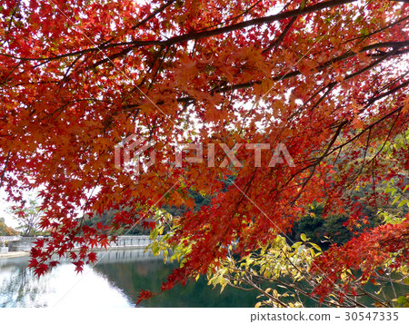 Autumn cloth reservoir 30547335