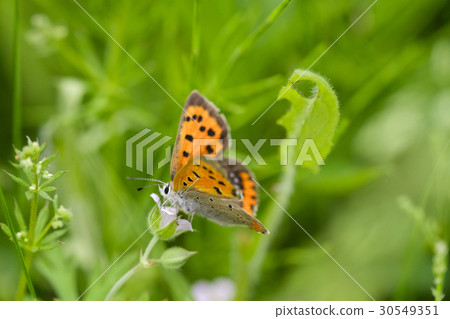 Lycaena phlaeas Lycaena phlaeas 30549351