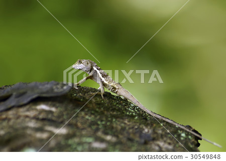 lizard lizard 30549848