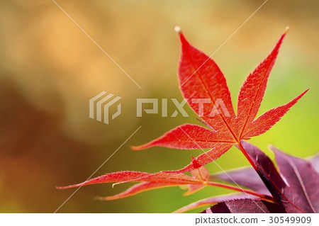 flower 30549909