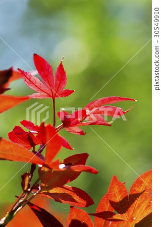 flower 30549910