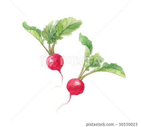 蘿蔔 蘿蔔 30550023