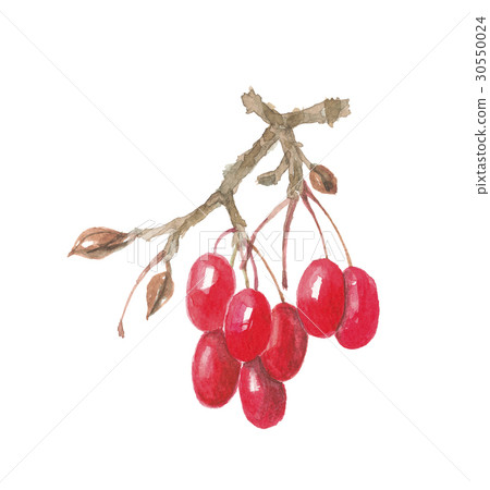 三叔的果實 三叔的果實 30550024