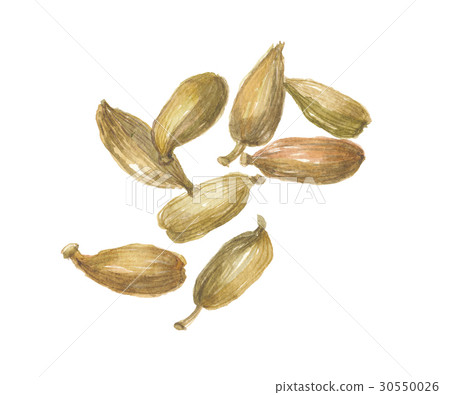 cardamom 30550026
