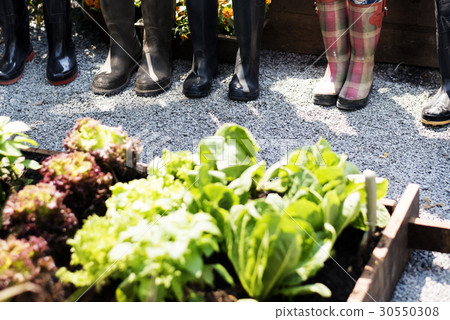 Group of people planting vegetable in greenhouse Group of people planting vegetable in greenhouse 30550308