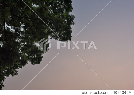 Dawn Dusk Evening Sky with Tree Branches 30550409
