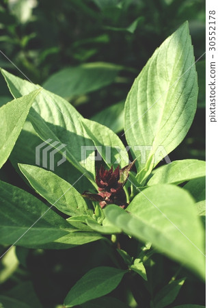 Basil plant 30552178