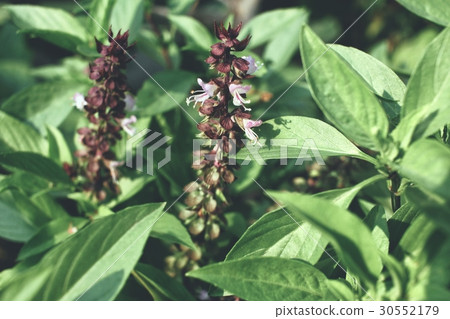 Basil plant 30552179