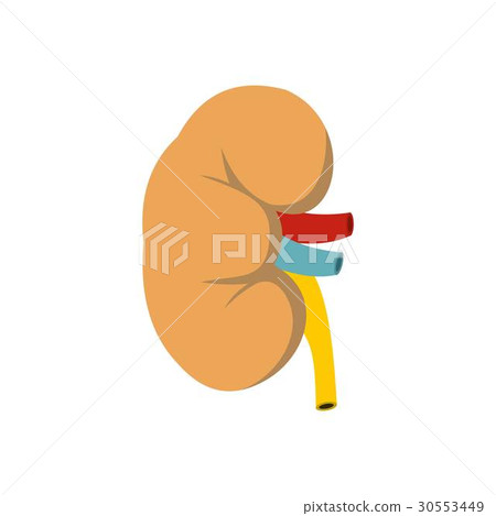 Kidney icon, flat style 30553449