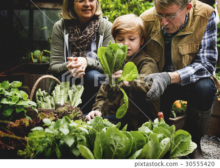 Family picking vegetable from backyard garden Family picking vegetable from backyard garden 30555420