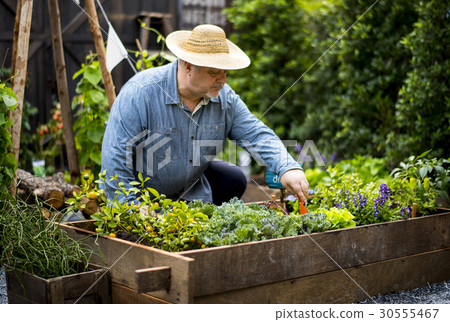 Senior adult planting vegetable from backyard garden Senior adult planting vegetable from backyard garden 30555467
