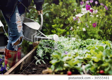 Woman watering organic fresh agricultural product 30555481