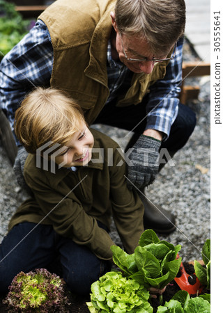 Family picking vegetable from backyard garden Family picking vegetable from backyard garden 30555641