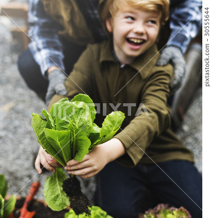 Family picking vegetable from backyard garden 30555644