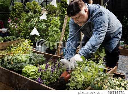 Senior adult planting vegetable from backyard garden 30555751