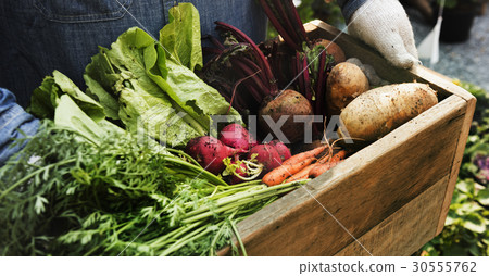 Adult Farmer Man Holding Fresh Local Organic Vegetable 30555762