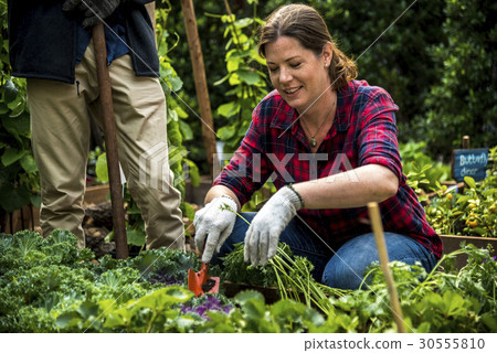 Group of people planting vegetable in greenhouse Group of people planting vegetable in greenhouse 30555810