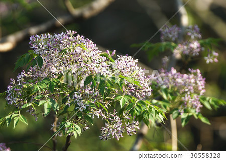 Bitter tree 30558328