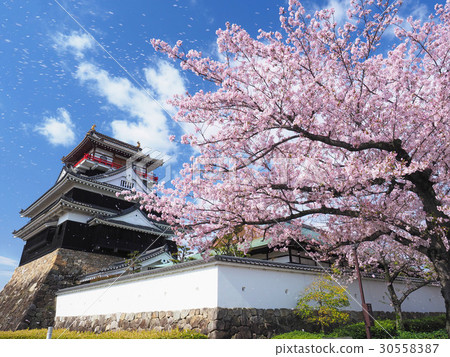 4月愛知縣清州城堡城堡塔櫻桃樹 30558387
