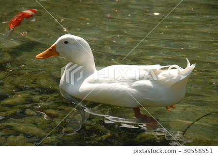 Duck floating in water Duck floating in water 30558551