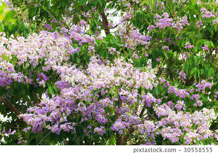 Bungor tree flowers 30558555