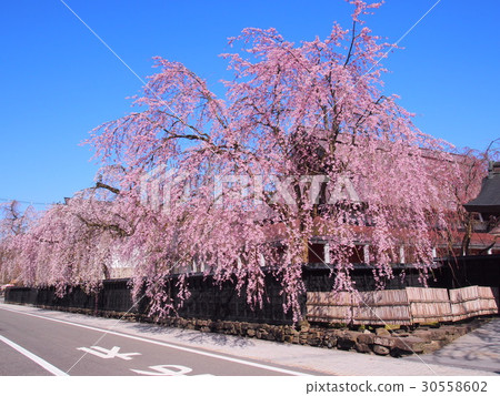 Kakunoda samurai house cherry tree full bloom Kakunoda samurai house cherry tree full bloom 30558602