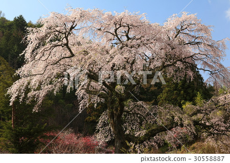 Black Shipyakura 30558887