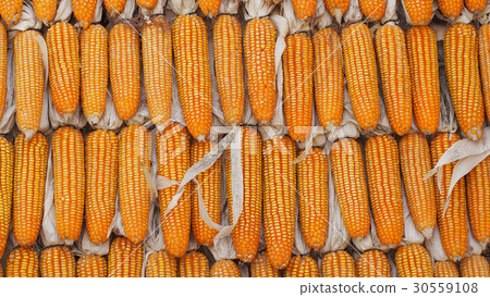 Yellow dried corns. Texture background. 30559108