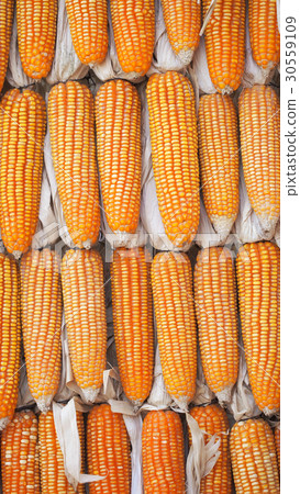 Yellow dried corns. Texture background. 30559109