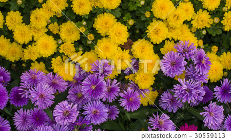 Chrysanthemum flowers. Background. 30559113