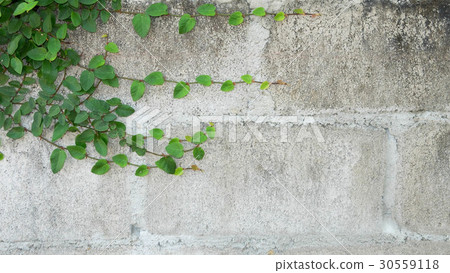 Climbing plant on concrete wall 30559118