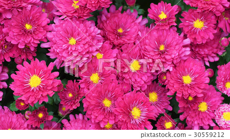 Chrysanthemum flowers. Background. Chrysanthemum flowers. Background. 30559212