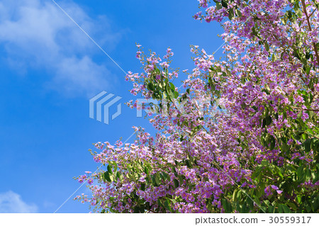 Bungor tree flowers 30559317