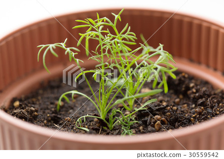 洋甘菊幼苗 洋甘菊幼苗 30559542