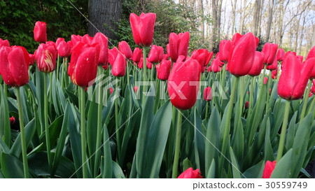 荷蘭桃紅色鬱金香 30559749