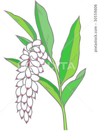 月亮桃（桑寧） 30559806