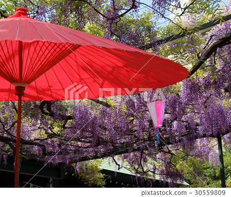  Wisteria flowers 30559809