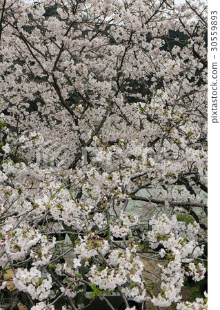 櫻花在公園裡 櫻花在公園裡 30559893