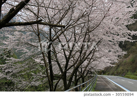 櫻花在公園裡 櫻花在公園裡 30559894