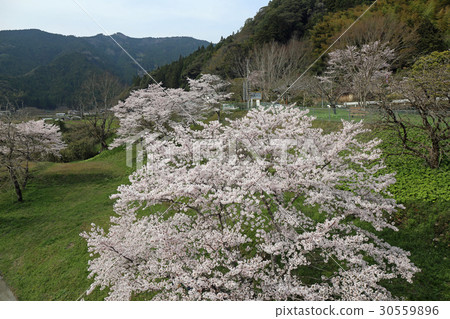 櫻花在公園裡 櫻花在公園裡 30559896