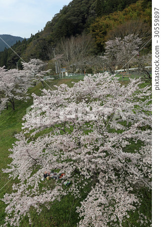 櫻花在公園裡 櫻花在公園裡 30559897
