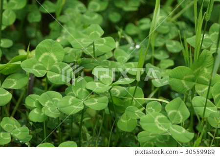 Plant Plant 30559989