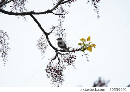 bird bird 30559991