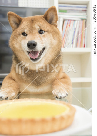 Cheesecake and Shiba Inu Cheesecake and Shiba Inu 30560682