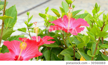 Hibiscus flowers 30560869