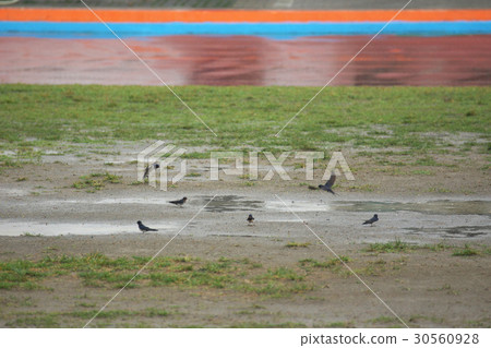 Swallow Swallow 30560928