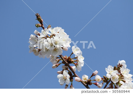 櫻花 櫻花 30560944