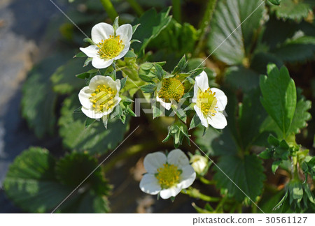 草莓花 草莓花 30561127
